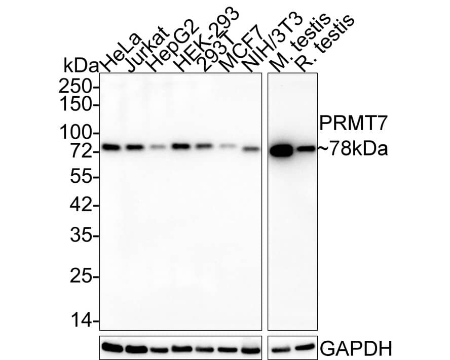 Western Blot: PRMT7 Antibody (JE64-78) [NBP3-32855] - Western blot analysis of PRMT7 on different lysates with Rabbit anti-PRMT7 antibody (NBP3-32855) at 1/1,000 dilution. Lane 1: HeLa cell lysate (15 ug/Lane) Lane 2: Jurkat cell lysate (15 ug/Lane) Lane 3: HepG2 cell lysate (15 ug/Lane) Lane 4: HEK-293 cell lysate (15 ug/Lane) Lane 5: 293T cell lysate (15 ug/Lane) Lane 6: MCF7 cell lysate (15 ug/Lane) Lane 7: NIH/3T3 cell lysate (15 ug/Lane) Lane 8: Mouse testis tissue lysate (30 ug/Lane) Lane 9: Rat testis tissue lysate (30 ug/Lane) Predicted band size: 78 kDa Observed band size: 78 kDa Exposure time: 3 minutes; 4-20% SDS-PAGE gel. Proteins were transferred to a PVDF membrane and blocked with 5% NFDM/TBST for 1 hour at room temperature. The primary antibody (NBP3-32855) at 1/1,000 dilution was used in 5% NFDM/TBST at 4C overnight. Goat Anti-Rabbit IgG - HRP Secondary Antibody at 1/50,000 dilution was used for 1 hour at room temperature.