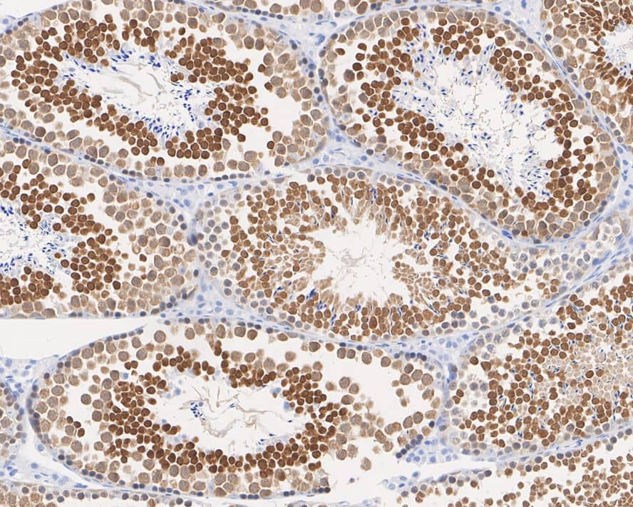 Immunohistochemistry: PRMT7 Antibody (JE64-78) [NBP3-32855] - Immunohistochemical analysis of paraffin-embedded mouse testis tissue with Rabbit anti-PRMT7 antibody (NBP3-32855) at 1/1,000 dilution. The section was pre-treated using heat mediated antigen retrieval with sodium citrate buffer (pH 6.0) for 2 minutes. The tissues were blocked in 1% BSA for 20 minutes at room temperature, washed with ddH2O and PBS, and then probed with the primary antibody (NBP3-32855) at 1/1,000 dilution for 1 hour at room temperature. The detection was performed using an HRP conjugated compact polymer system. DAB was used as the chromogen. Tissues were counterstained with hematoxylin and mounted with DPX.