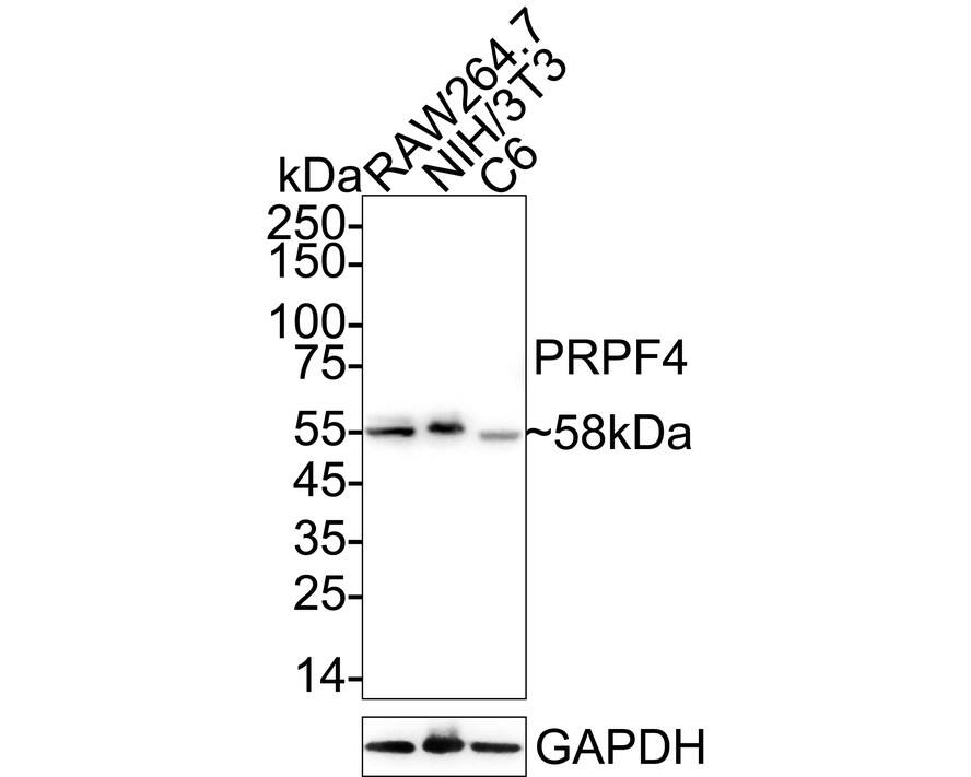 Western blot analysis on different lysates with NBP3-32858 at 1/5,000 dilution. Lane 1: RAW264.7 cell lysate Lane 2: NIH/3T3 cell lysate Lane 3: C6 cell lysate Lysates/proteins at 20 µg/Lane. Predicted band size: 58 kDa Observed band size: 58 kDa Exposure time: 20 seconds;  4-20% SDS-PAGE gel. Proteins were transferred to a PVDF membrane and blocked with 5% NFDM/TBST for 1 hour at room temperature. NBP3-32858 at 1/5,000 dilution was used in primary antibody dilution at 4℃ overnight. Goat Anti-Rabbit IgG [HRP] Secondary Antibody at 1/50,000 dilution was used for 1 hour at room temperature.