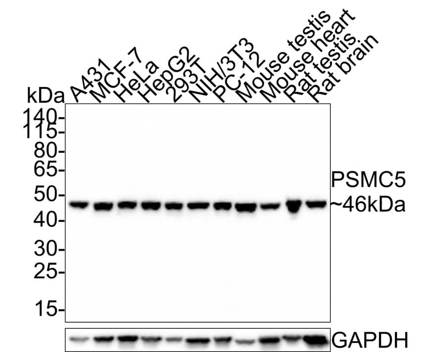 Western Blot: SUG1 Antibody (PSH0-22) [NBP3-32865] - Western blot analysis of SUG1 on different lysates with Rabbit anti-SUG1 antibody (NBP3-32865) at 1/1,000 dilution. Lane 1: A431 cell lysate (20 ug/Lane) Lane 2: MCF-7 cell lysate (20 ug/Lane) Lane 3: Hela cell lysate (20 ug/Lane) Lane 4: HepG2 cell lysate (20 ug/Lane) Lane 5: 293T cell lysate (20 ug/Lane) Lane 6: NIH/3T3 cell lysate (20 ug/Lane) Lane 7: PC-12 cell lysate (20 ug/Lane) Lane 8: Mouse testis tissue lysate (40 ug/Lane) Lane 9: Mouse heart tissue lysate (40 ug/Lane) Lane 10: Rat testis tissue lysate (40 ug/Lane) Lane 11: Rat brain tissue lysate (40 ug/Lane) Predicted band size: 46 kDa Observed band size: 46 kDa Exposure time: 30 seconds; 4-20% SDS-PAGE gel. Proteins were transferred to a PVDF membrane and blocked with 5% NFDM/TBST for 1 hour at room temperature. The primary antibody (NBP3-32865) at 1/1,000 dilution was used in 5% NFDM/TBST at room temperature for 2 hours. Goat Anti-Rabbit IgG - HRP Secondary Antibody at 1:300,000 dilution was used for 1 hour at room temperature.