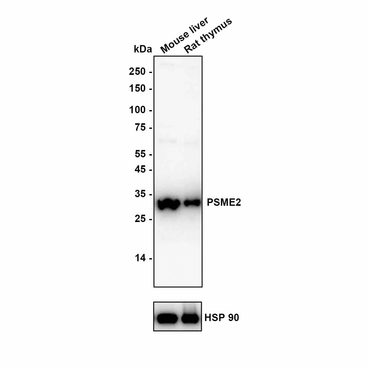Western blot analysis on different lysates with NBP3-32868 at 1/1,000 dilution. Lane 1: Mouse liver Lane 2: Rat thymus Lysates/proteins at 15 µg/Lane. Exposure time: 20 seconds Blocking: 5% NFDM/TBST, 1 hour at room temperature Primary antibody: NBP3-32868, 1/1,000 in primary antibody dilution buffer, 4° overnight Secondary antibody: Goat Anti-Rabbit IgG [HRP] Secondary Antibody, 1/50,000 in 5% NFDM/TBST, 1 hour at room temperature Predicted band size: 27.4 kDa Observed band size: 27 kDa