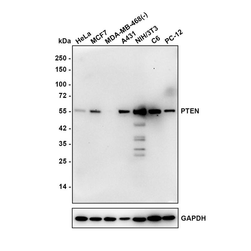 Western blot analysis on different lysates with NBP3-32873 at 1/1,000 dilution. Lane 1: HeLa cell lysate Lane 2: MCF7 cell lysate Lane 3: MDA-MB-468 cell lysate (negative) Lane 4: A431 cell lysate Lane 5: NIH/3T3 cell lysate Lane 6: C6 cell lysate Lane 7: PC-12 cell lysate Lysates/proteins at 20 µg/Lane. Predicted band size: 47 kDa Observed band size: 55 kDa Exposure time: 2 minutes 18 seconds; 4-20% SDS-PAGE gel. Proteins were transferred to a PVDF membrane and blocked with 5% NFDM/TBST for 1 hour at room temperature. NBP3-32873 at 1/1,000 dilution was used in 5% NFDM/TBST at room temperature for 2 hours. Goat Anti-Rabbit IgG [HRP] Secondary Antibody at 1/50,000 dilution was used for 1 hour at room temperature.