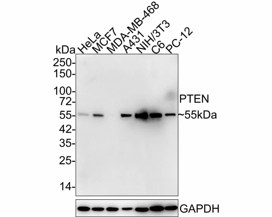 Western Blot: PTEN Antibody (JE51-96) [NBP3-32873] - Western blot analysis of PTEN on different lysates with Rabbit anti-PTEN antibody (NBP3-32873) at 1/1,000 dilution. Lane 1: HeLa cell lysate Lane 2: MCF7 cell lysate Lane 3: MDA-MB-468 cell lysate (negative) Lane 4: A431 cell lysate Lane 5: NIH/3T3 cell lysate Lane 6: C6 cell lysate Lane 7: PC-12 cell lysate Lysates/proteins at 20 ug/Lane. Predicted band size: 47 kDa Observed band size: 55 kDa Exposure time: 2 minutes 18 seconds; 4-20% SDS-PAGE gel. Proteins were transferred to a PVDF membrane and blocked with 5% NFDM/TBST for 1 hour at room temperature. The primary antibody (NBP3-32873) at 1/1,000 dilution was used in 5% NFDM/TBST at room temperature for 2 hours. Goat Anti-Rabbit IgG - HRP Secondary Antibody at 1/50,000 dilution was used for 1 hour at room temperature.