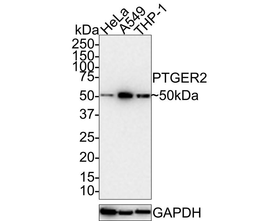 Western blot analysis on different lysates with NBP3-32874 at 1/1,000 dilution. Lane 1: HeLa cell lysate Lane 2: A549 cell lysate Lane 3: THP-1 cell lysate Lysates/proteins at 15 µg/Lane. Predicted band size: 40 kDa Observed band size: 50 kDa Exposure time: 3 minutes; 4-20% SDS-PAGE gel. Proteins were transferred to a PVDF membrane and blocked with 5% NFDM/TBST for 1 hour at room temperature. NBP3-32874 at 1/1,000 dilution was used in 5% NFDM/TBST at room temperature for 2 hours. Goat Anti-Rabbit IgG [HRP] Secondary Antibody at 1:100,000 dilution was used for 1 hour at room temperature.