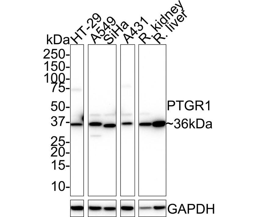 Western Blot PGR1 Antibody (PSH02-12)