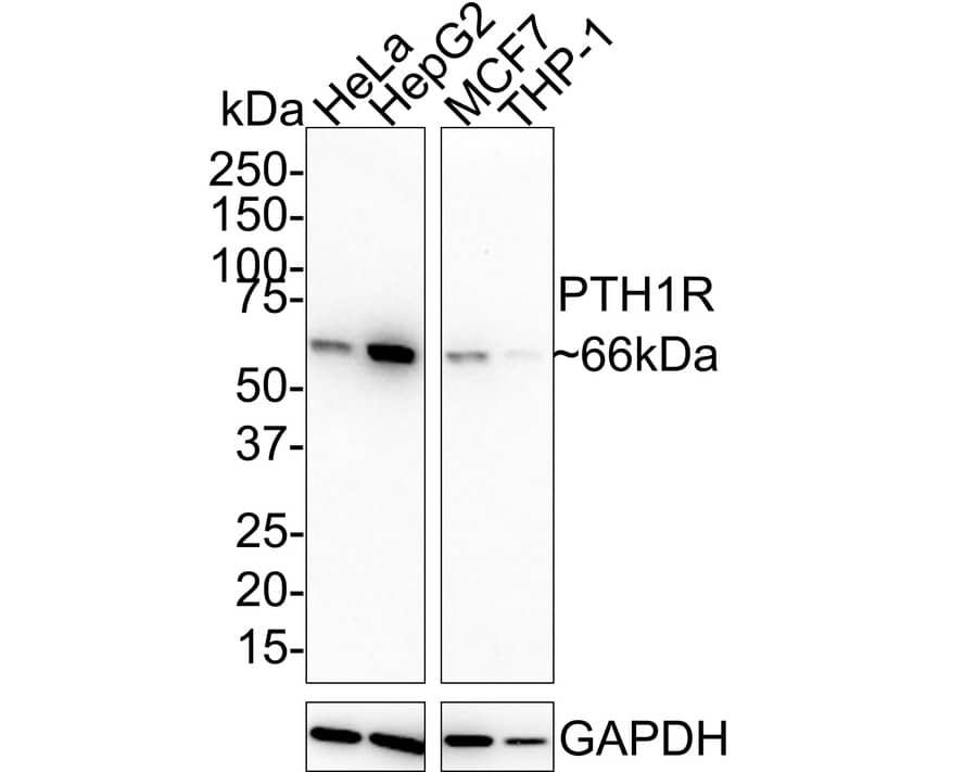 Western blot analysis on different lysates with NBP3-32876 at 1/1,000 dilution. Lane 1: HeLa cell lysate Lane 2: HepG2 cell lysate Lane 3: MCF7 cell lysate Lane 4: THP-1 cell lysate Lysates/proteins at 20 µg/Lane. Predicted band size: 66 kDa Observed band size: 66 kDa Exposure time: 3 minutes; 4-20% SDS-PAGE gel. Proteins were transferred to a PVDF membrane and blocked with 5% NFDM/TBST for 1 hour at room temperature. NBP3-32876 at 1/1,000 dilution was used in 5% NFDM/TBST at 4℃ overnight. Goat Anti-Rabbit IgG [HRP] Secondary Antibody at 1/50,000 dilution was used for 1 hour at room temperature.