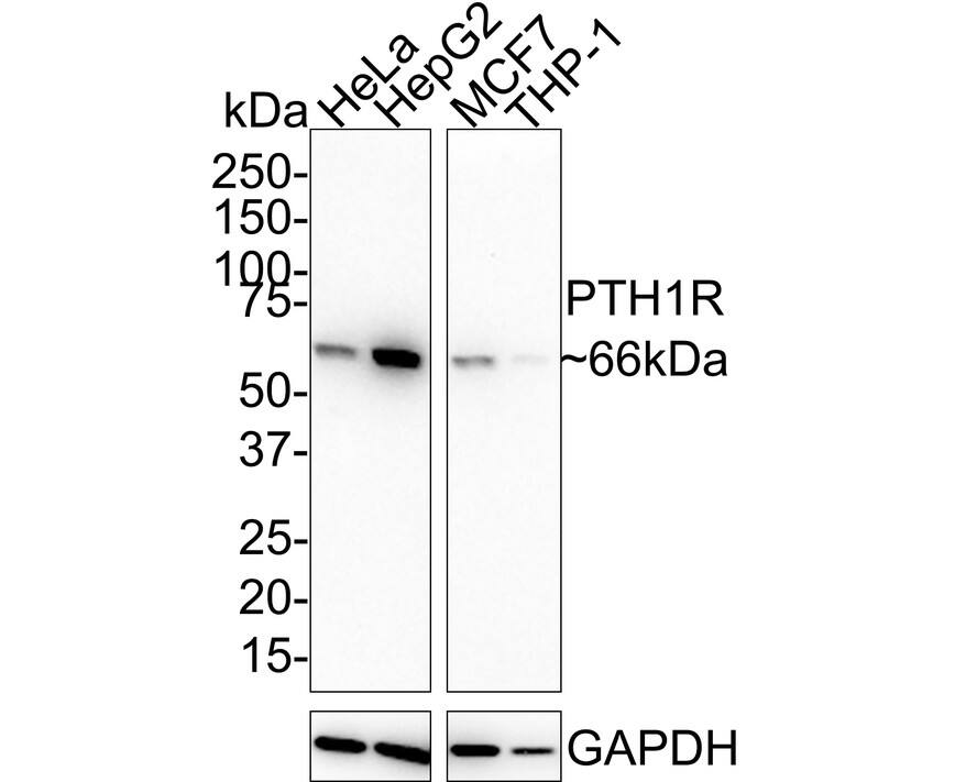 Western Blot: PTH1R/PTHR1 Antibody (JE36-10) [NBP3-32876] - Western blot analysis of PTH1R/PTHR1 on different lysates with Rabbit anti-PTH1R/PTHR1 antibody (NBP3-32876) at 1/1,000 dilution. Lane 1: HeLa cell lysate Lane 2: HepG2 cell lysate Lane 3: MCF7 cell lysate Lane 4: THP-1 cell lysate Lysates/proteins at 20 ug/Lane. Predicted band size: 66 kDa Observed band size: 66 kDa Exposure time: 3 minutes; 4-20% SDS-PAGE gel. Proteins were transferred to a PVDF membrane and blocked with 5% NFDM/TBST for 1 hour at room temperature. The primary antibody (NBP3-32876) at 1/1,000 dilution was used in 5% NFDM/TBST at 4C overnight. Goat Anti-Rabbit IgG - HRP Secondary Antibody at 1/50,000 dilution was used for 1 hour at room temperature.