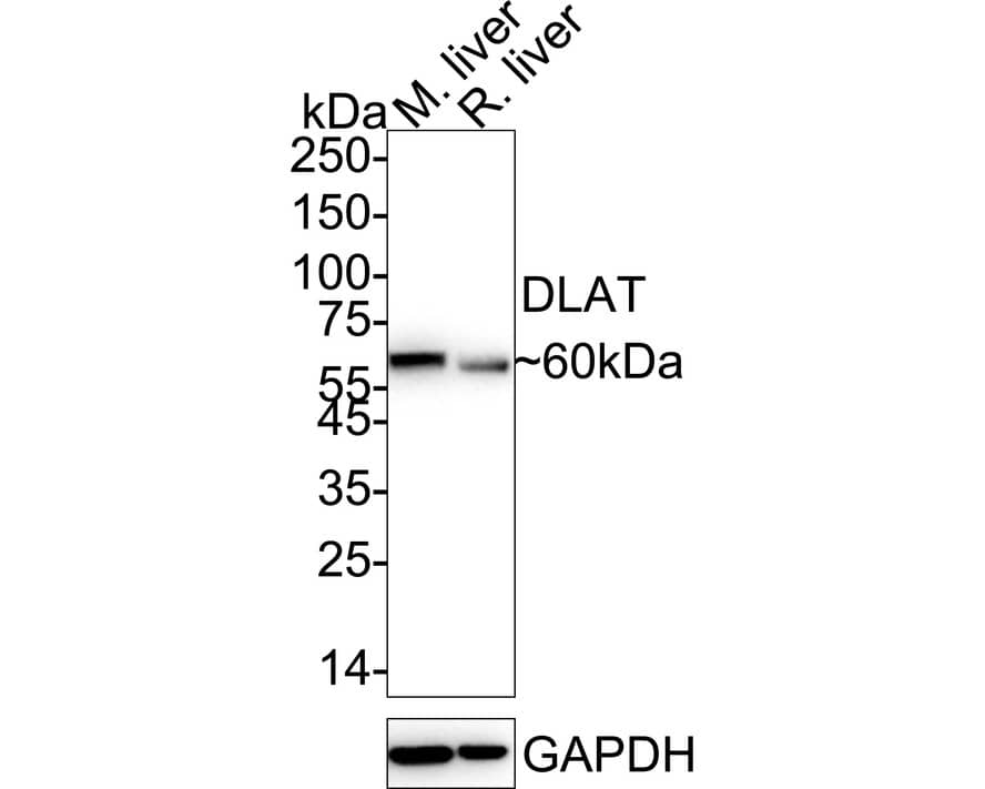 Western Blot Pyruvate Dehydrogenase E2 Antibody (JE34-38)