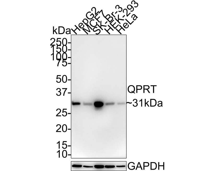 Western blot analysis on different lysates with NBP3-32881 at 1/1,000 dilution. Lane 1: HepG2 cell lysate (20 µg/Lane) Lane 2: MCF7 cell lysate (20 µg/Lane) Lane 3: SK-Br-3 cell lysate (20 µg/Lane) Lane 4: HEK-293 cell lysate (20 µg/Lane) Lane 5: HeLa cell lysate (20 µg/Lane) Predicted band size: 31 kDa Observed band size: 31 kDa Exposure time: 2 minutes 45 seconds; 4-20% SDS-PAGE gel. Proteins were transferred to a PVDF membrane and blocked with 5% NFDM/TBST for 1 hour at room temperature. NBP3-32881 at 1/1,000 dilution was used in 5% NFDM/TBST at room temperature for 2 hours. Goat Anti-Rabbit IgG [HRP] Secondary Antibody at 1/100,000 dilution was used for 1 hour at room temperature.