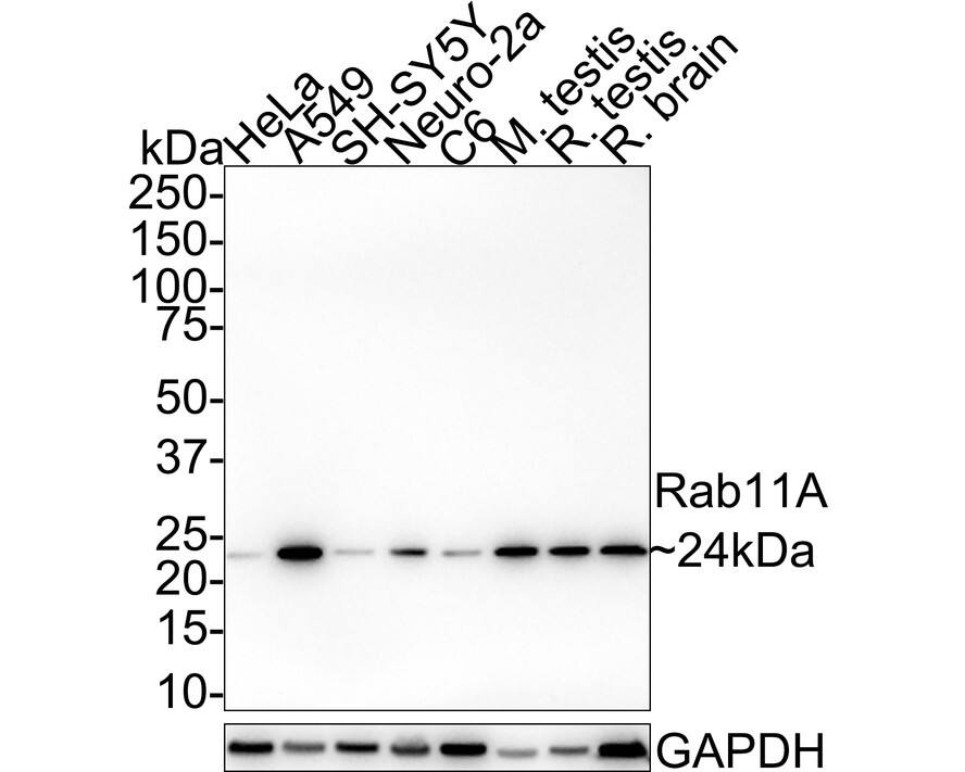 Western blot analysis on different lysates with NBP3-32883 at 1/1,000 dilution. Lane 1: HeLa cell lysate (20 µg/Lane) Lane 2: A549 cell lysate (20 µg/Lane) Lane 3: SH-SY5Y cell lysate (20 µg/Lane) Lane 4: Neuro-2a cell lysate (20 µg/Lane) Lane 5: C6 cell lysate (20 µg/Lane) Lane 6: Mouse testis tissue lysate (40 µg/Lane) Lane 7: Rat testis tissue lysate (40 µg/Lane) Lane 8: Rat brain tissue lysate (40 µg/Lane) Predicted band size: 24 kDa Observed band size: 24 kDa Exposure time: 2 minutes 37 seconds;  4-20% SDS-PAGE gel. Proteins were transferred to a PVDF membrane and blocked with 5% NFDM/TBST for 1 hour at room temperature. NBP3-32883 at 1/1,000 dilution was used in 5% NFDM/TBST at room temperature for 2 hours. Goat Anti-Rabbit IgG [HRP] Secondary Antibody at 1:100,000 dilution was used for 1 hour at room temperature.