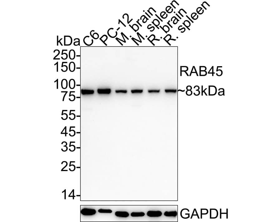 Western blot analysis on different lysates with NBP3-32886 at 1/5,000 dilution. Lane 1: C6 cell lysate Lane 2: PC-12 cell lysate Lane 3: Mouse brain tissue lysate Lane 4: Mouse spleen tissue lysate Lane 5: Rat brain tissue lysate Lane 6: Rat spleen tissue lysate Lysates/proteins at 20 µg/Lane. Predicted band size: 83 kDa Observed band size: 83 kDa Exposure time: 1 minute 55 seconds;  4-20% SDS-PAGE gel. Proteins were transferred to a PVDF membrane and blocked with 5% NFDM/TBST for 1 hour at room temperature. NBP3-32886 at 1/5,000 dilution was used in primary antibody dilution at 4℃ overnight. Goat Anti-Rabbit IgG [HRP] Secondary Antibody at 1/50,000 dilution was used for 1 hour at room temperature.
