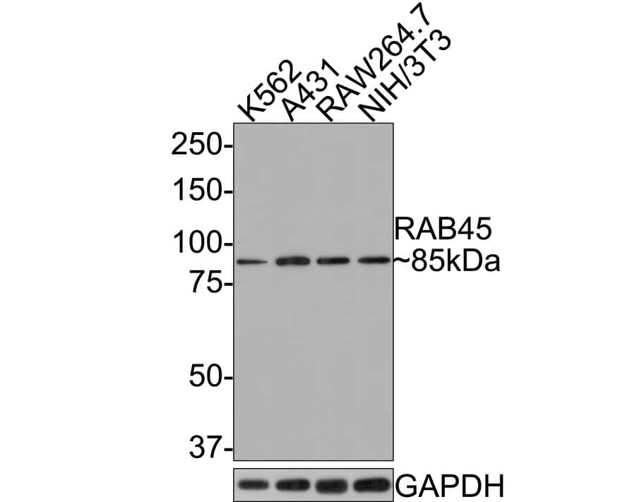 Western Blot RASEF Antibody (JE65-33)
