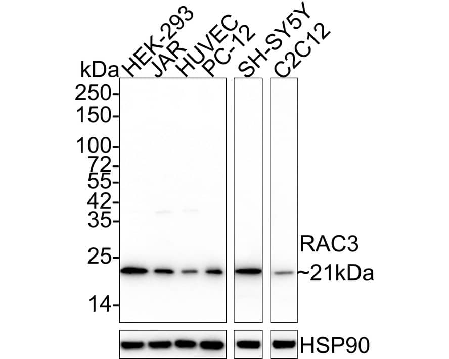 Western Blot: RAC3 Antibody (JE56-48) [NBP3-32888] - Western blot analysis of RAC3 on different lysates with Rabbit anti-RAC3 antibody (NBP3-32888) at 1/2,000 dilution. Lane 1: HEK-293 cell lysate (20 ug/Lane) Lane 2: JAR cell lysate (20 ug/Lane) Lane 3: HUVEC cell lysate (20 ug/Lane) Lane 4: PC-12 cell lysate (20 ug/Lane) Lane 5: SH-SY5Y cell lysate (15 ug/Lane) Lane 6: C2C12 cell lysate (15 ug/Lane) Predicted band size: 21 kDa Observed band size: 21 kDa Exposure time: 43 seconds; 4-20% SDS-PAGE gel. Proteins were transferred to a PVDF membrane and blocked with 5% NFDM/TBST for 1 hour at room temperature. The primary antibody (NBP3-32888) at 1/2,000 dilution was used in 5% NFDM/TBST at 4C overnight. Goat Anti-Rabbit IgG - HRP Secondary Antibody at 1/50,000 dilution was used for 1 hour at room temperature.