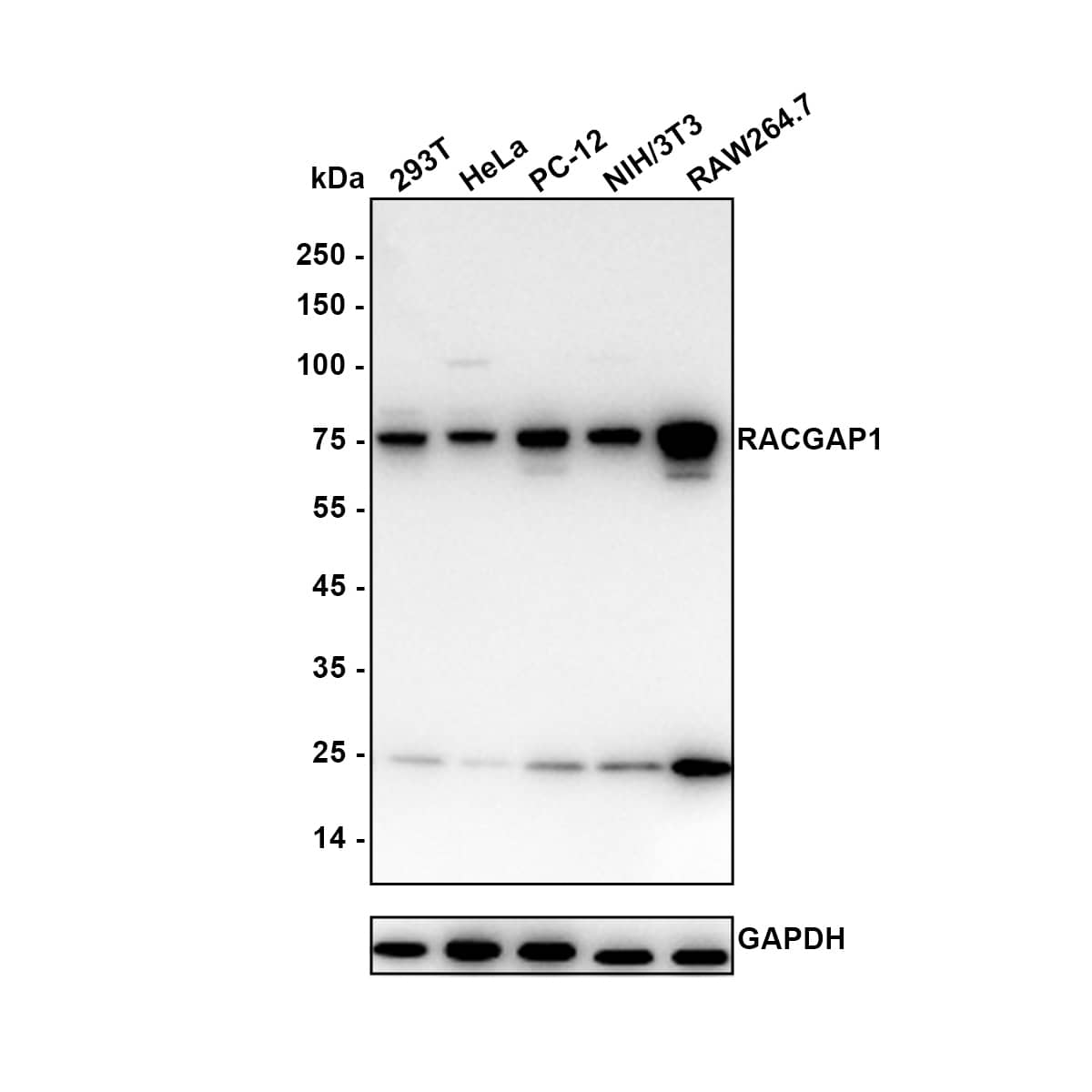 Western blot analysis on different lysates with NBP3-32889 at 1/1,000 dilution. Lane 1: 293T cell lysate Lane 2: HeLa cell lysate Lane 3: PC-12 cell lysate Lane 4: NIH/3T3 cell lysate Lane 5: RAW264.7 cell lysate Lysates/proteins at 20 µg/Lane. Predicted band size: 71 kDa Observed band size: 71 kDa Exposure time: 1 minute; 4-20% SDS-PAGE gel. Proteins were transferred to a PVDF membrane and blocked with 5% NFDM/TBST for 1 hour at room temperature. NBP3-32889 at 1/1,000 dilution was used in 5% NFDM/TBST at room temperature for 2 hours. Goat Anti-Rabbit IgG [HRP] Secondary Antibody at 1/100,000 dilution was used for 1 hour at room temperature.