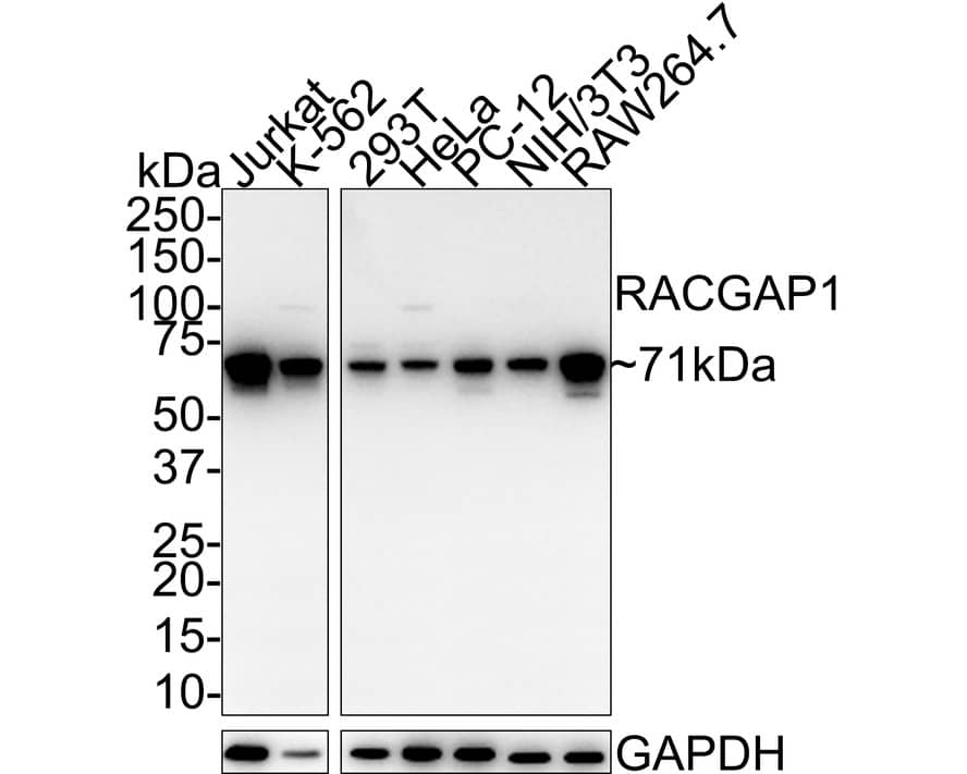 Western Blot: MgcRacGAP/RACGAP1 Antibody (JE41-19) [NBP3-32889] - Western blot analysis of MgcRacGAP/RACGAP1 on different lysates with Rabbit anti-MgcRacGAP/RACGAP1 antibody (NBP3-32889) at 1/1,000 dilution. Lane 1: Jurkat cell lysate Lane 2: K-562 cell lysate Lane 3: 293T cell lysate Lane 4: HeLa cell lysate Lane 5: PC-12 cell lysate Lane 6: NIH/3T3 cell lysate Lane 7: RAW264.7 cell lysate Lysates/proteins at 20 ug/Lane. Predicted band size: 71 kDa Observed band size: 71 kDa Exposure time: 1 minute; 4-20% SDS-PAGE gel. Proteins were transferred to a PVDF membrane and blocked with 5% NFDM/TBST for 1 hour at room temperature. The primary antibody (NBP3-32889) at 1/1,000 dilution was used in 5% NFDM/TBST at room temperature for 2 hours. Goat Anti-Rabbit IgG - HRP Secondary Antibody at 1/100,000 dilution was used for 1 hour at room temperature.