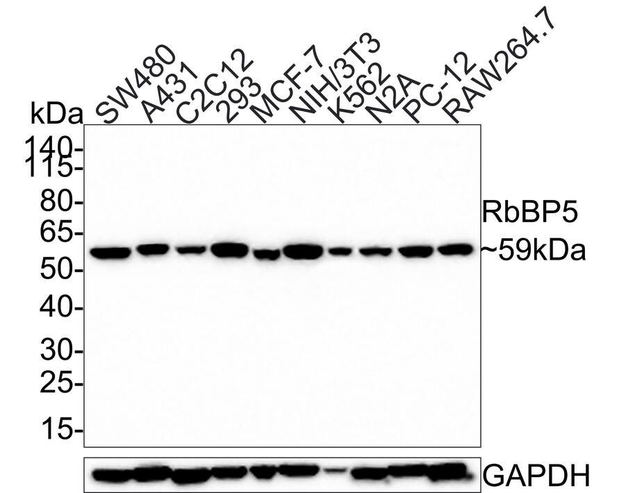 Western blot analysis on different lysates with NBP3-32895 at 1/1,000 dilution. Lane 1: SW480 cell lysate Lane 2: A431 cell lysate Lane 3: C2C12 cell lysate Lane 4: 293 cell lysate Lane 5: MCF-7 cell lysate Lane 6: NIH/3T3 cell lysate Lane 7: K562 cell lysate Lane 8: N2A cell lysate Lane 9: PC-12 cell lysate Lane 10: RAW264.7 cell lysate Lysates/proteins at 25 µg/Lane. Predicted band size: 59 kDa Observed band size: 59 kDa Exposure time: 3 minutes; 4-20% SDS-PAGE gel. Proteins were transferred to a PVDF membrane and blocked with 5% NFDM/TBST for 1 hour at room temperature. NBP3-32895 at 1/1,000 dilution was used in 5% NFDM/TBST at room temperature for 2 hours. Goat Anti-Rabbit IgG [HRP] Secondary Antibody at 1:300,000 dilution was used for 1 hour at room temperature.