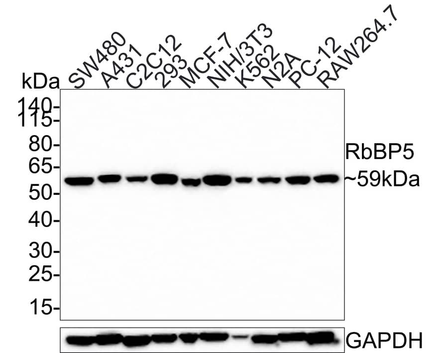 Western Blot: RbBP5 Antibody (PSH0-15) [NBP3-32895] - Western blot analysis of RbBP5 on different lysates with Rabbit anti-RbBP5 antibody (NBP3-32895) at 1/1,000 dilution. Lane 1: SW480 cell lysate Lane 2: A431 cell lysate Lane 3: C2C12 cell lysate Lane 4: 293 cell lysate Lane 5: MCF-7 cell lysate Lane 6: NIH/3T3 cell lysate Lane 7: K562 cell lysate Lane 8: N2A cell lysate Lane 9: PC-12 cell lysate Lane 10: RAW264.7 cell lysate Lysates/proteins at 25 ug/Lane. Predicted band size: 59 kDa Observed band size: 59 kDa Exposure time: 3 minutes; 4-20% SDS-PAGE gel. Proteins were transferred to a PVDF membrane and blocked with 5% NFDM/TBST for 1 hour at room temperature. The primary antibody (NBP3-32895) at 1/1,000 dilution was used in 5% NFDM/TBST at room temperature for 2 hours. Goat Anti-Rabbit IgG - HRP Secondary Antibody at 1:300,000 dilution was used for 1 hour at room temperature.