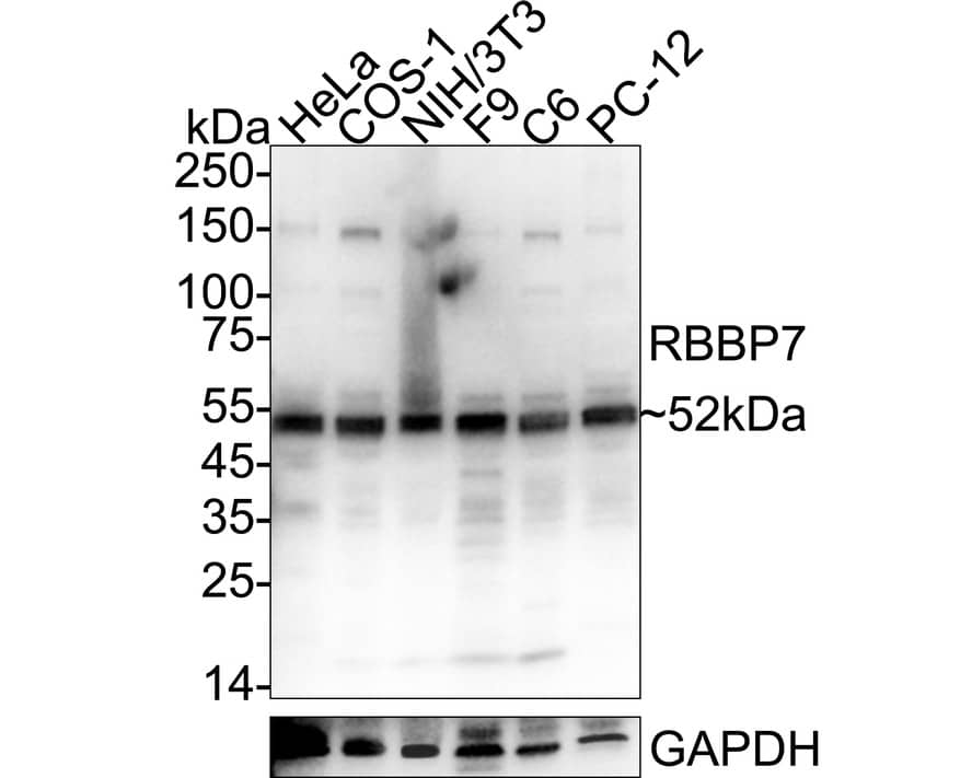 Western blot analysis on different lysates with NBP3-32897 at 1/5,000 dilution. Lane 1: HeLa cell lysate Lane 2: COS-1 cell lysate Lane 3: NIH/3T3 cell lysate Lane 4: F9 cell lysate Lane 5: C6 cell lysate Lane 6: PC-12 cell lysate Lysates/proteins at 20 µg/Lane. Predicted band size: 48 kDa Observed band size: 52 kDa Exposure time: 3 seconds;  4-20% SDS-PAGE gel. Proteins were transferred to a PVDF membrane and blocked with 5% NFDM/TBST for 1 hour at room temperature. NBP3-32897 at 1/5,000 dilution was used in primary antibody dilution at 4℃ overnight. Goat Anti-Rabbit IgG [HRP] Secondary Antibody at 1/50,000 dilution was used for 1 hour at room temperature.