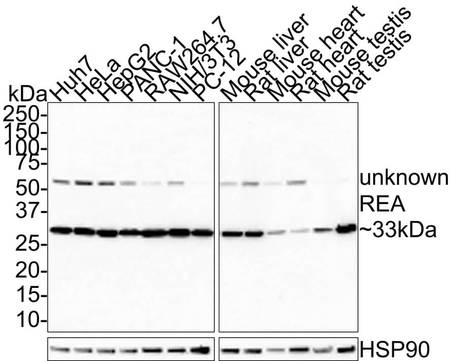 Western blot analysis on different lysates with NBP3-32900 at 1/1,000 dilution. Lane 1: Huh7 cell lysate (15 µg/Lane) Lane 2: HeLa cell lysate (15 µg/Lane) Lane 3: HepG2 cell lysate (15 µg/Lane) Lane 4: PANC-1 cell lysate (15 µg/Lane) Lane 5: RAW264.7 cell lysate (15 µg/Lane) Lane 6: NIH/3T3 cell lysate (15 µg/Lane) Lane 7: PC-12 cell lysate (15 µg/Lane) Lane 8: Mouse liver tissue lysate (30 µg/Lane) Lane 9: Rat liver tissue lysate (30 µg/Lane) Lane 10: Mouse heart tissue lysate (30 µg/Lane) Lane 11: Rat heart tissue lysate (30 µg/Lane) Lane 12: Mouse testis tissue lysate (30 µg/Lane) Lane 13: Rat testis tissue lysate (30 µg/Lane) Predicted band size: 33 kDa Observed band size: 33 kDa Exposure time: 3 minutes; 4-20% SDS-PAGE gel. Proteins were transferred to a PVDF membrane and blocked with 5% NFDM/TBST for 1 hour at room temperature. NBP3-32900 at 1/1,000 dilution was used in 5% NFDM/TBST at room temperature for 2 hours. Goat Anti-Rabbit IgG [HRP] Secondary Antibody at 1:100,000 dilution was used for 1 hour at room temperature.