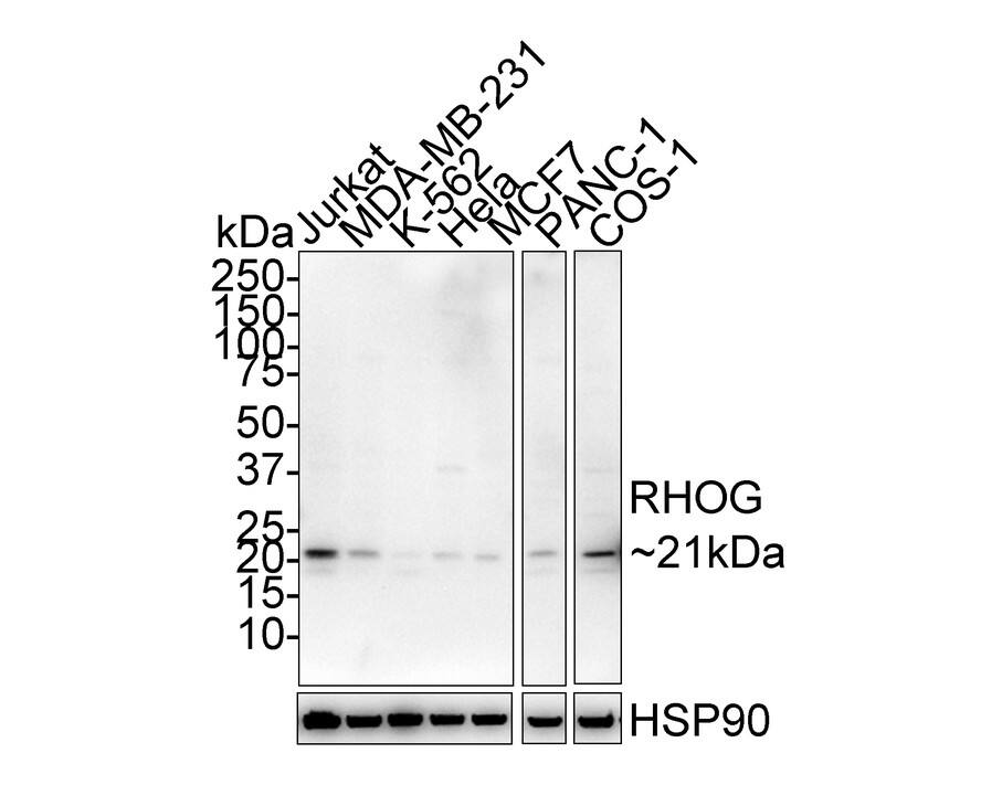 Western Blot: RhoG Antibody (PSH02-70) [NBP3-32902] - Western blot analysis of RhoG on different lysates with Rabbit anti-RhoG antibody (NBP3-32902) at 1/2,000 dilution. Lane 1: Jurkat cell lysate Lane 2: MDA-MB-231 cell lysate Lane 3: K-562 cell lysate Lane 4: Hela cell lysate Lane 5: MCF7 cell lysate Lane 6: PANC-1 cell lysate Lane 7: COS-1 cell lysate Lysates/proteins at 20 ug/Lane. Predicted band size: 21 kDa Observed band size: 21 kDa Exposure time: 30 seconds; 4-20% SDS-PAGE gel. Proteins were transferred to a PVDF membrane and blocked with 5% NFDM/TBST for 1 hour at room temperature. The primary antibody (NBP3-32902) at 1/2,000 dilution was used in 5% NFDM/TBST at room temperature for 2 hours. Goat Anti-Rabbit IgG - HRP Secondary Antibody at 1/50,000 dilution was used for 1 hour at room temperature.