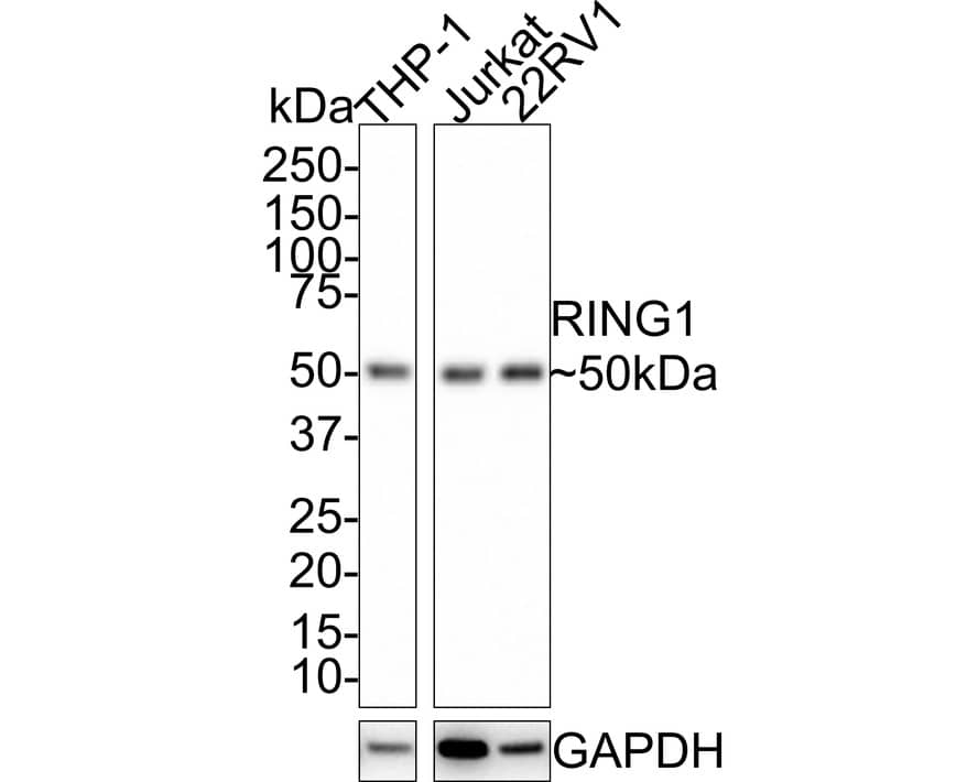 Western Blot: RING1 Antibody (JE34-66) [NBP3-32904] - Western blot analysis of RING1 on different lysates with Rabbit anti-RING1 antibody (NBP3-32904) at 1/1,000 dilution. Lane 1: THP-1 cell lysate Lane 2: Jurkat cell lysate Lane 3: 22RV1 cell lysate Lysates/proteins at 20 ug/Lane. Predicted band size: 42 kDa Observed band size: 50 kDa Exposure time: 1 minute; 4-20% SDS-PAGE gel. Proteins were transferred to a PVDF membrane and blocked with 5% NFDM/TBST for 1 hour at room temperature. The primary antibody (NBP3-32904) at 1/1,000 dilution was used in 5% NFDM/TBST at room temperature for 2 hours. Goat Anti-Rabbit IgG - HRP Secondary Antibody at 1:100,000 dilution was used for 1 hour at room temperature.