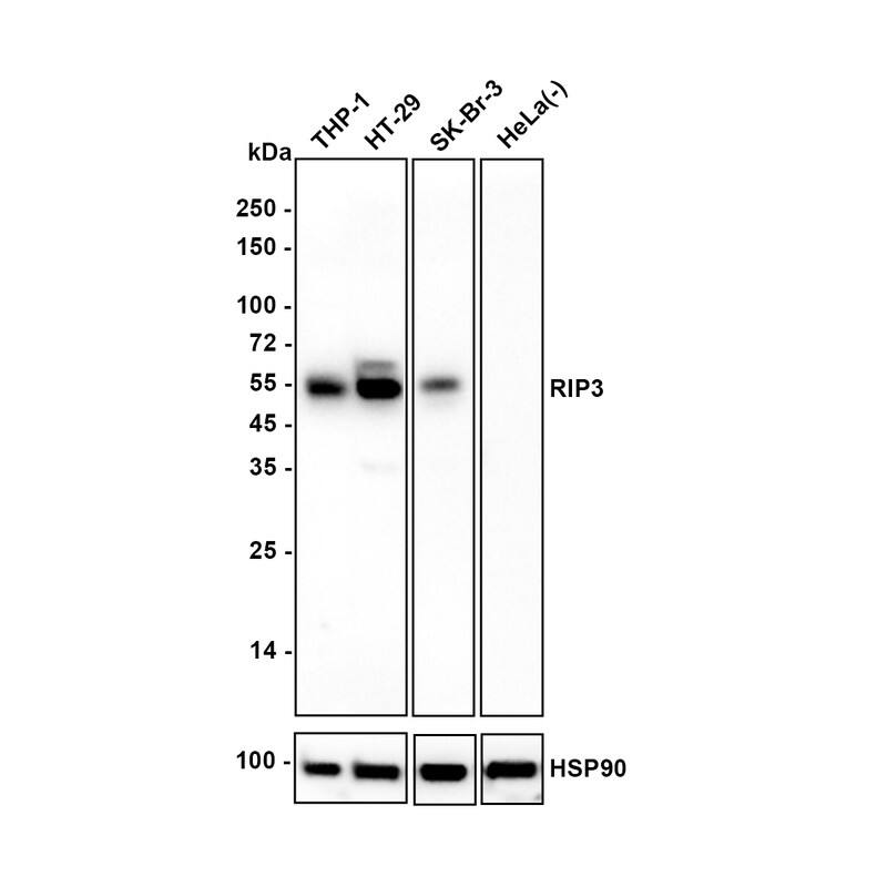 Western blot analysis on different lysates with NBP3-32905 at 1/2,000 dilution. Lane 1: THP-1 cell lysate Lane 2: HT-29 cell lysate Lane 3: SK-Br-3 cell lysate Lane 4: HeLa cell lysate Lysates/proteins at 30 µg/Lane. Exposure time: 1 minutes HeLa is a negative control. Blocking: 5% NFDM/TBST, 1 hour at room temperature Primary antibody: NBP3-32905, 1/2,000 in 5% NFDM/TBST, overnight at 4 ℃ Secondary antibody: Goat Anti-Rabbit IgG [HRP] Secondary Antibody, 1/50,000 in 5% NFDM/TBST, 1 hour at room temperature Predicted band size: 57 kDa Observed band size: 57 kDa