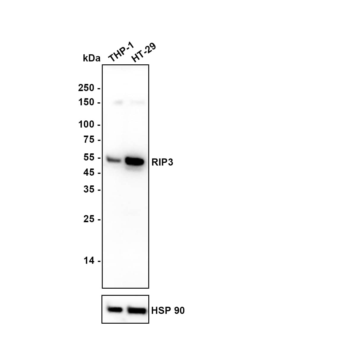Western blot analysis on different lysates with NBP3-32906 at 1/2,000 dilution. Lane 1: THP-1 cell lysate (30 µg/Lane) Lane 2: HT-29 cell lysate (30 µg/Lane) Predicted band size: 57 kDa Observed band size: 55 kDa Exposure time: 1 minute;  4-20% SDS-PAGE gel. Proteins were transferred to a PVDF membrane and blocked with 5% NFDM/TBST for 1 hour at room temperature. NBP3-32906 at 1/2,000 dilution was used in 5% NFDM/TBST at 4℃ overnight. Goat Anti-Rabbit IgG [HRP] Secondary Antibody at 1/50,000 dilution was used for 1 hour at room temperature.