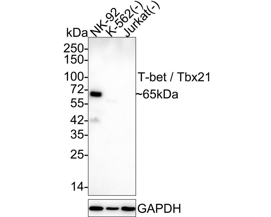 Western blot analysis on different lysates with NBP3-32908 at 1/1,000 dilution. Lane 1: NK-92 cell lysate (20 µg/Lane) Lane 2: K-562 cell lysate (negative) (20 µg/Lane) Lane 3: Jurkat cell lysate (negative) (20 µg/Lane) Predicted band size: 58 kDa Observed band size: 65 kDa Exposure time: 5 minutes; 4-20% SDS-PAGE gel. Proteins were transferred to a PVDF membrane and blocked with 5% NFDM/TBST for 1 hour at room temperature. NBP3-32908 at 1/1,000 dilution was used in 5% NFDM/TBST at 4℃ overnight. Goat Anti-Rabbit IgG [HRP] Secondary Antibody at 1/50,000 dilution was used for 1 hour at room temperature.