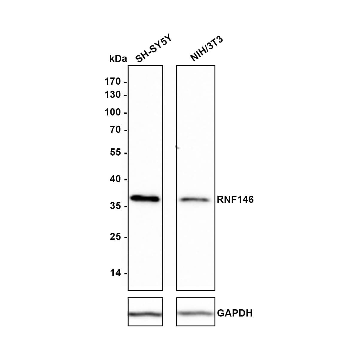 Western blot analysis on different lysates with NBP3-32911 at 1/1,000 dilution. Lane 1: SH-SY5Y cell lysate Lane 2: NIH/3T3 cell lysate Lysates/proteins at 10 µg/Lane. Predicted band size: 39 kDa Observed band size: 39 kDa Exposure time: 2 minutes; 10% SDS-PAGE gel. Proteins were transferred to a PVDF membrane and blocked with 5% NFDM/TBST for 1 hour at room temperature. NBP3-32911 at 1/1,000 dilution was used in 5% NFDM/TBST at room temperature for 2 hours. Goat Anti-Rabbit IgG [HRP] Secondary Antibody at 1:300,000 dilution was used for 1 hour at room temperature.