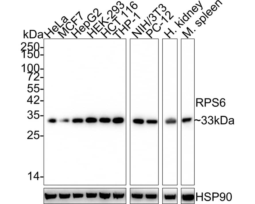 Western blot analysis on different lysates with NBP3-32918 at 1/1,000 dilution. Lane 1: HeLa cell lysate (20 µg/Lane) Lane 2: MCF7 cell lysate (20 µg/Lane) Lane 3: HepG2 cell lysate (20 µg/Lane) Lane 4: HEK-293 cell lysate (20 µg/Lane) Lane 5: HCT 116 cell lysate (20 µg/Lane) Lane 6: THP-1 cell lysate (20 µg/Lane) Lane 7: NIH/3T3 cell lysate (20 µg/Lane) Lane 8: PC-12 cell lysate (20 µg/Lane) Lane 9: Human kidney tissue lysate (40 µg/Lane) Lane 10: Mouse spleen tissue lysate (40 µg/Lane) Predicted band size: 29 kDa Observed band size: 33 kDa Exposure time: 3 minutes; 4-20% SDS-PAGE gel. Proteins were transferred to a PVDF membrane and blocked with 5% NFDM/TBST for 1 hour at room temperature. NBP3-32918 at 1/1,000 dilution was used in 5% NFDM/TBST at 4℃ overnight. Goat anti-Mouse IgG [HRP] at 1/50,000 dilution was used for 1 hour at room temperature.