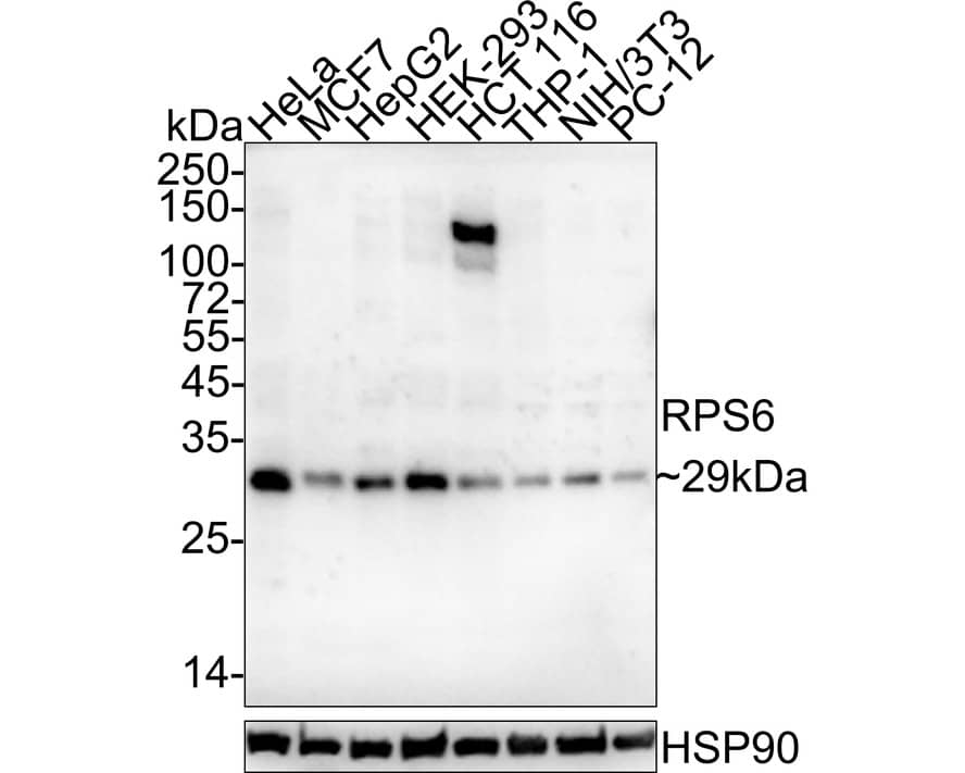 Western blot analysis on different lysates with NBP3-32919 at 1/1,000 dilution. Lane 1: HeLa cell lysate Lane 2: MCF7 cell lysate Lane 3: HepG2 cell lysate Lane 4: HEK-293 cell lysate Lane 5: HCT 116 cell lysate Lane 6: THP-1 cell lysate Lane 7: NIH/3T3 cell lysate Lane 8: PC-12 cell lysate Lysates/proteins at 20 µg/Lane. Predicted band size: 29 kDa Observed band size: 29 kDa Exposure time: 1 minute 22 seconds; 4-20% SDS-PAGE gel. Proteins were transferred to a PVDF membrane and blocked with 5% NFDM/TBST for 1 hour at room temperature. NBP3-32919 at 1/1,000 dilution was used in 5% NFDM/TBST at 4℃ overnight. Goat anti-Mouse IgG [HRP] at 1/50,000 dilution was used for 1 hour at room temperature.