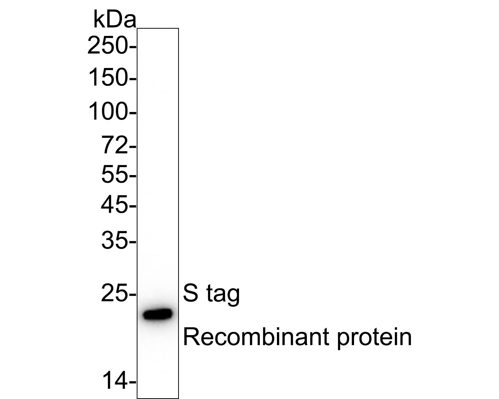 Western blot analysis of  S tag recombinant protein with NBP3-32923 at 1/1,000 dilution. Lysates/proteins at 50 ng/Lane. Exposure time: 25 seconds;  4-20% SDS-PAGE gel. Proteins were transferred to a PVDF membrane and blocked with 5% NFDM/TBST for 1 hour at room temperature. NBP3-32923 at 1/1,000 dilution was used in 5% NFDM/TBST at 4℃ overnight. Goat anti-Mouse IgG [HRP] at 1/50,000 dilution was used for 1 hour at room temperature.