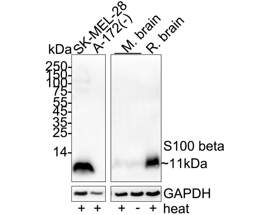 Western blot analysis on different lysates with NBP3-32924 at 1/2,000 dilution. Lane 1: SK-MEL-28 cell lysate Lane 2: A-172 cell lysate (negative) Lane 3: Mouse brain tissue lysate Lane 4: Mouse brain tissue lysate (no heat) Lane 5: Rat brain tissue lysate Notice: no heat means the lysate is not boiled. Lysates/proteins at 20 µg/Lane. Predicted band size: 11 kDa Observed band size: 11 kDa Exposure time: 42 seconds;  4-20% SDS-PAGE gel. Proteins were transferred to a PVDF membrane and blocked with 5% NFDM/TBST for 1 hour at room temperature. NBP3-32924 at 1/2,000 dilution was used in primary antibody dilution at 4℃ overnight. Goat anti-Mouse IgG [HRP] at 1/50,000 dilution was used for 1 hour at room temperature.