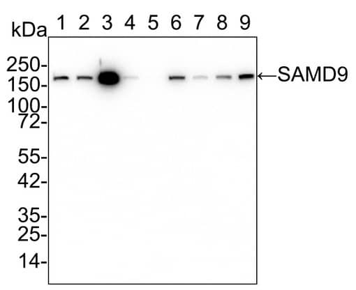 Western Blot: SAMD9 Antibody (PSH02-75) [NBP3-32928] - Western blot analysis of SAMD9 on different lysates with Rabbit anti-SAMD9 antibody (NBP3-32928) at 1/1,000 dilution. Lane 1: A549 cell lysate Lane 2: HeLa cell lysate Lane 3: A431 cell lysate Lane 4: Raji cell lysate Lane 5: HEK-293 cell lysate Lane 6: MCF7 cell lysate Lane 7: HepG2 cell lysate Lane 8: HCT 116 cell lysate Lane 9: U-87 MG cell lysate Lysates/proteins at 20 µg/Lane. Predicted band size: 184 kDa Observed band size: 184 kDa Exposure time: 2 minute; 4-20% SDS-PAGE gel. Proteins were transferred to a PVDF membrane and blocked with 5% NFDM/TBST for 1 hour at room temperature. The primary antibody at 1/1,000 dilution was used in 5% NFDM/TBST at 4℃ overnight. Goat Anti-Rabbit IgG - HRP Secondary Antibody at 1/50,000 dilution was used for 1 hour at room temperature.