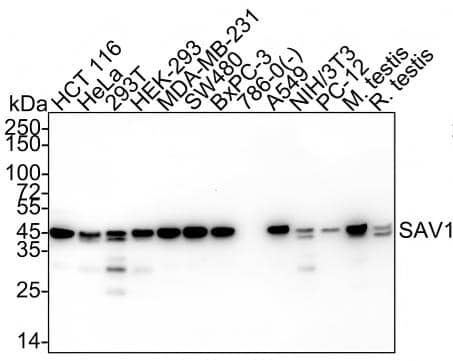 Western blot analysis on different lysates with NBP3-32931 at 1/2,000 dilution and competitor's antibody at 1/2,000 dilution. Lane 1: HCT 116 cell lysate (20 µg/Lane) Lane 2: HeLa cell lysate (20 µg/Lane) Lane 3: 293T cell lysate (20 µg/Lane) Lane 4: HEK-293 cell lysate (20 µg/Lane) Lane 5: MDA-MB-231 cell lysate (20 µg/Lane) Lane 6: SW480 cell lysate (20 µg/Lane) Lane 7: BxPC-3 cell lysate (20 µg/Lane) Lane 8: 786-0 cell lysate (negative) (20 µg/Lane) Lane 9: A549 cell lysate (20 µg/Lane) Lane 10: NIH/3T3 cell lysate (20 µg/Lane) Lane 11: PC-12 cell lysate (20 µg/Lane) Lane 12: Mouse testis tissue lysate (40 µg/Lane) Lane 13: Rat testis tissue lysate (40 µg/Lane) Predicted band size: 45 kDa Observed band size: 45 kDa Exposure time: 3 minutes; 4-20% SDS-PAGE gel. Proteins were transferred to a PVDF membrane and blocked with 5% NFDM/TBST for 1 hour at room temperature. NBP3-32931 at 1/2,000 dilution and competitor's antibody at 1/2,000 dilution were used in 5% NFDM/TBST at 4℃ overnight. Goat Anti-Rabbit IgG [HRP] Secondary Antibody at 1/50,000 dilution was used for 1 hour at room temperature.