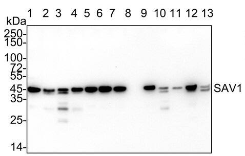 Western Blot: SAV1 Antibody (PSH04-45) [NBP3-32931] - Western blot analysis of SAV1 on different lysates with Rabbit anti-SAV1 antibody (NBP3-32931) at 1/2,000 dilution. Lane 1: HCT 116 cell lysate (20 µg/Lane) Lane 2: HeLa cell lysate (20 µg/Lane) Lane 3: 293T cell lysate (20 µg/Lane) Lane 4: HEK-293 cell lysate (20 µg/Lane) Lane 5: MDA-MB-231 cell lysate (20 µg/Lane) Lane 6: SW480 cell lysate (20 µg/Lane) Lane 7: BxPC-3 cell lysate (20 µg/Lane) Lane 8: 786-0 cell lysate (negative) (20 µg/Lane) Lane 9: A549 cell lysate (20 µg/Lane) Lane 10: NIH/3T3 cell lysate (20 µg/Lane) Lane 11: PC-12 cell lysate (20 µg/Lane) Lane 12: Mouse testis tissue lysate (40 µg/Lane) Lane 13: Rat testis tissue lysate (40 µg/Lane) Predicted band size: 45 kDa Observed band size: 45 kDa Exposure time: 3 minute; ECL: 4-20% SDS-PAGE gel. Proteins were transferred to a PVDF membrane and blocked with 5% NFDM/TBST for 1 hour at room temperature. The primary antibody at 1/2,000 dilution was used in 5% NFDM/TBST at 4℃ overnight. Goat Anti-Rabbit IgG - HRP Secondary Antibody at 1/50,000 dilution was used for 1 hour at room temperature.