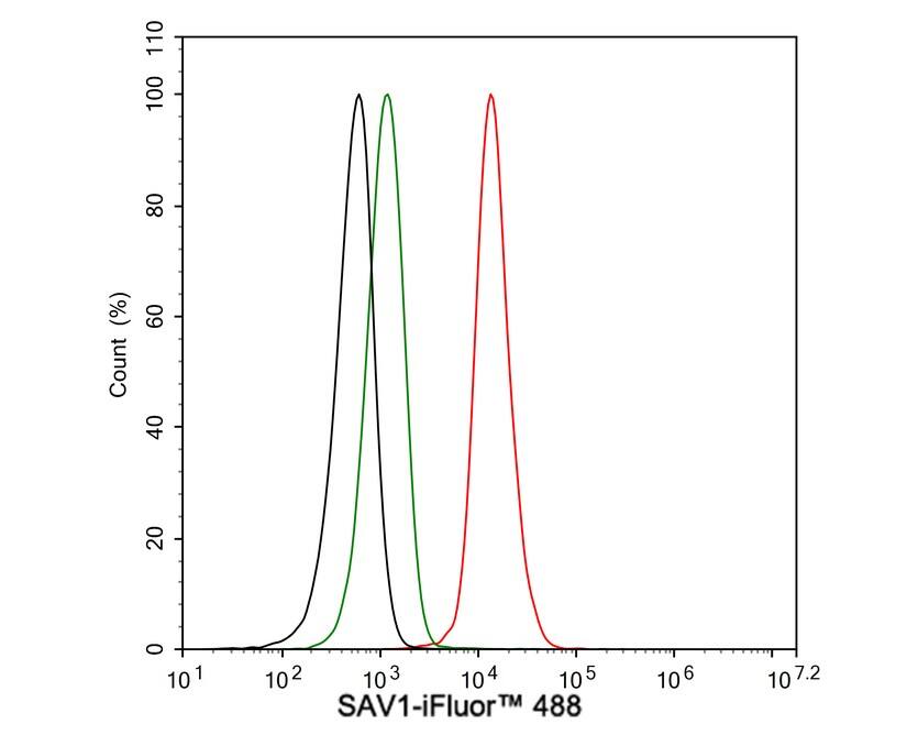 Flow Cytometry: SAV1 Antibody (PSH04-45) [NBP3-32931] - Flow cytometric analysis of HCT 116 cells labeling SAV1. Cells were fixed and permeabilized. Then stained with the primary antibody (NBP3-32931, 1μg/mL) (red) compared with Rabbit IgG Isotype Control (green). After incubation of the primary antibody at +4℃ for an hour, the cells were stained with a iFluor™ 488 conjugate-Goat anti-Rabbit IgG Secondary antibody at 1/1,000 dilution for 30 minutes at +4℃. Unlabelled sample was used as a control (cells without incubation with primary antibody; black).