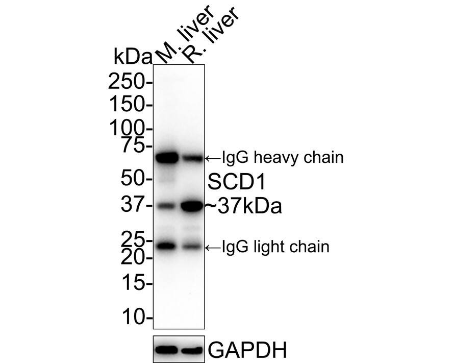 Western blot analysis on different lysates with NBP3-32932 at 1/1,000 dilution. Lane 1: Mouse liver tissue lysate Lane 2: Rat liver tissue lysate Lysates/proteins at 30 µg/Lane. Predicted band size: 42 kDa Observed band size: 37 kDa Exposure time: 1 minute 2 seconds; 4-20% SDS-PAGE gel. Proteins were transferred to a PVDF membrane and blocked with 5% NFDM/TBST for 1 hour at room temperature. NBP3-32932 at 1/1,000 dilution was used in 5% NFDM/TBST at room temperature for 2 hours. Goat anti-Mouse IgG [HRP] at 1:50,000 dilution was used for 1 hour at room temperature.