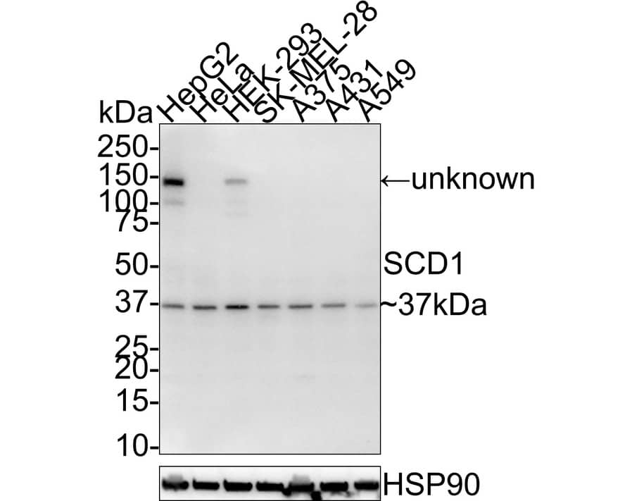 Western Blot: SCD-1 Antibody (A9A11-R) [NBP3-32932] - Western blot analysis of SCD-1 on different lysates with Mouse anti-SCD-1 antibody (NBP3-32932) at 1/1,000 dilution. Lane 1: HepG2 cell lysate Lane 2: HeLa cell lysate Lane 3: HEK-293 cell lysate Lane 4: SK-MEL-28 cell lysate Lane 5: A375 cell lysate Lane 6: A431 cell lysate Lane 7: A549 cell lysate Lysates/proteins at 30 ug/Lane. Predicted band size: 42 kDa Observed band size: 37 kDa Exposure time: 3 minutes 10 seconds; 4-20% SDS-PAGE gel. Proteins were transferred to a PVDF membrane and blocked with 5% NFDM/TBST for 1 hour at room temperature. The primary antibody (NBP3-32932) at 1/1,000 dilution was used in 5% NFDM/TBST at room temperature for 2 hours. Goat Anti-Mouse IgG - HRP Secondary Antibody at 1:100,000 dilution was used for 1 hour at room temperature.