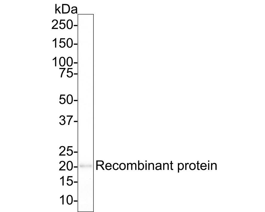Western blot analysis of  SCP3 recombinant protein with NBP3-32934 at 1/1,000 dilution. Lysates/proteins at 30 ng/Lane. Exposure time: 3 minutes; 4-20% SDS-PAGE gel. Proteins were transferred to a PVDF membrane and blocked with 5% NFDM/TBST for 1 hour at room temperature. NBP3-32934 at 1/1,000 dilution was used in 5% NFDM/TBST at 4℃ overnight. Goat Anti-Rabbit IgG [HRP] Secondary Antibody at 1/50,000 dilution was used for 1 hour at room temperature.