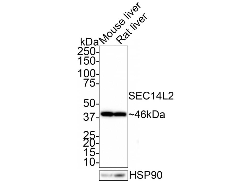 Western Blot: SEC14L2 Antibody (JE61-74) [NBP3-32935] - Western blot analysis of SEC14L2 on different lysates with Rabbit anti-SEC14L2 antibody (NBP3-32935) at 1/1,000 dilution. Lane 1: Mouse liver tissue lysate Lane 2: Rat liver tissue lysate  Lysates/proteins at 30 ug/Lane. Predicted band size: 46 kDa Observed band size: 46 kDa Exposure time: 16 seconds. 4-20% SDS-PAGE gel. Proteins were transferred to a PVDF membrane and blocked with 5% NFDM/TBST for 1 hour at room temperature. The primary antibody (NBP3-32935) at 1/1,000 dilution was used in 5% NFDM/TBST at room temperature for 2 hours. Goat Anti-Rabbit IgG - HRP Secondary Antibody at 1:100,000 dilution was used for 1 hour at room temperature.