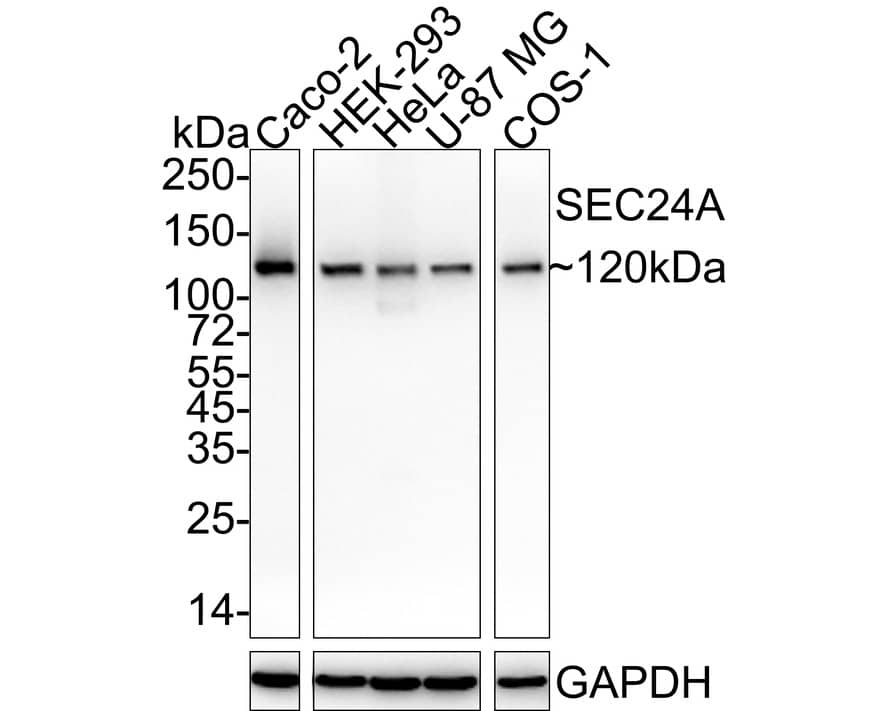 Western Blot SEC24A Antibody (PSH04-36)