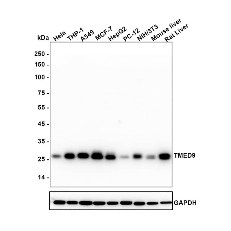 Western blot analysis on different lysates with NBP3-32938 at 1/1,000 dilution. Lane 1: Hela (Human cervical adenocarcinoma cell) cell lysate Lane 2: THP-1 (Human acute monoblastic leukemia cell) cell lysate Lane 3: A549 (Human lung adenocarcinoma cell) cell lysate Lane 4: MCF-7 (Human breast cancer cell) cell lysate Lane 5: HepG2 (Human hepatocellular carcinoma cell) cell lysate Lane 6: PC-12 (Rat pheochromocytoma cell (undifferentiated)) cell lysate Lane 7: NIH/3T3 (Mouse fibroblast) cell lysate Lane 8: Mouse Liver tissue lysate Lane 9: Rat Liver tissue lysate Lysates/proteins at 20 µg/Lane. Exposure time: 43 seconds Blocking: 5% NFDM/TBST, 1 hour at room temperature Primary antibody: NBP3-32938, 1/1,000 in primary antibody dilution buffer, overnight at 4 ℃ Secondary antibody: Goat anti-Mouse IgG [HRP], 1/100,000 in 5% NFDM/TBST, 1 hour at room temperature Predicted band size: 27 kDa Observed band size: 27 kDa