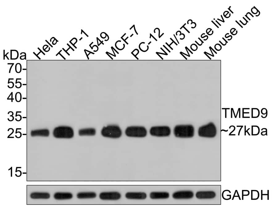 Western Blot: TMED9 Antibody (A9A7) [NBP3-32938] - Western blot analysis of TMED9 on different lysates with Mouse anti-TMED9 antibody (NBP3-32938) at 1/5,000 dilution. Lane 1: Hela cell lysate (10 ug/Lane) Lane 2: THP-1 cell lysate (10 ug/Lane) Lane 3: A549 cell lysate (10 ug/Lane) Lane 4: MCF-7 cell lysate (10 ug/Lane) Lane 5: PC-12 cell lysate (10 ug/Lane) Lane 6: NIH/3T3 cell lysate (10 ug/Lane) Lane 7: Mouse liver tissue lysate (20 ug/Lane) Lane 8: Mouse lung tissue lysate (20 ug/Lane) Predicted band size: 27 kDa Observed band size: 27 kDa Exposure time: 1 minute; 12% SDS-PAGE gel. Proteins were transferred to a PVDF membrane and blocked with 5% NFDM/TBST for 1 hour at room temperature. The primary antibody (NBP3-32938) at 1/5,000 dilution was used in 5% NFDM/TBST at room temperature for 2 hours. Goat Anti-Mouse IgG - HRP Secondary Antibody at 1:150,000 dilution was used for 1 hour at room temperature.