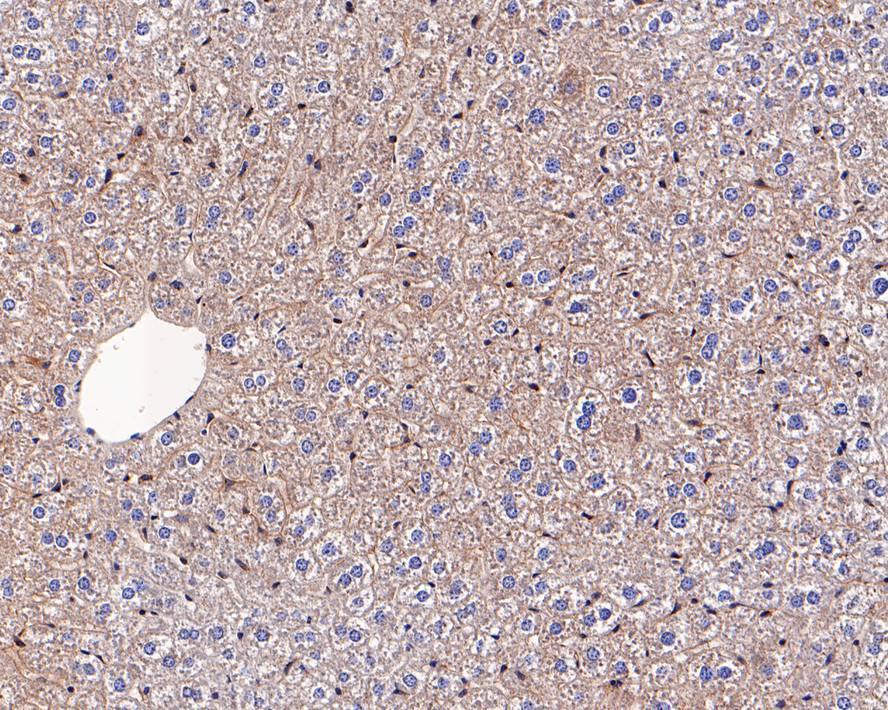 Immunohistochemistry: TMED9 Antibody (A9A7) [NBP3-32938] - Immunohistochemical analysis of paraffin-embedded mouse liver tissue with Mouse anti-TMED9 antibody (NBP3-32938) at 1/1,000 dilution. The section was pre-treated using heat mediated antigen retrieval with Tris-EDTA buffer (pH 9.0) for 20 minutes. The tissues were blocked in 1% BSA for 20 minutes at room temperature, washed with ddH2O and PBS, and then probed with the primary antibody (NBP3-32938) at 1/1,000 dilution for 1 hour at room temperature. The detection was performed using an HRP conjugated compact polymer system. DAB was used as the chromogen. Tissues were counterstained with hematoxylin and mounted with DPX.