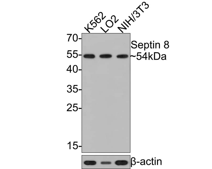 Western Blot: Septin-8 Antibody (JE64-99) [NBP3-32942] - Western blot analysis of Septin-8 on different lysates with Rabbit anti-Septin-8 antibody (NBP3-32942) at 1/500 dilution. Lane 1: K562 cell lysate Lane 2: LO2 cell lysate Lane 3: NIH/3T3 cell lysate Lysates/proteins at 10 ug/Lane. Predicted band size: 56 kDa Observed band size: 54 kDa Exposure time: 1 minute; 12% SDS-PAGE gel. Proteins were transferred to a PVDF membrane and blocked with 5% NFDM/TBST for 1 hour at room temperature. The primary antibody (NBP3-32942) at 1/500 dilution was used in 5% NFDM/TBST at room temperature for 2 hours. Goat Anti-Rabbit IgG - HRP Secondary Antibody at 1:300,000 dilution was used for 1 hour at room temperature.
