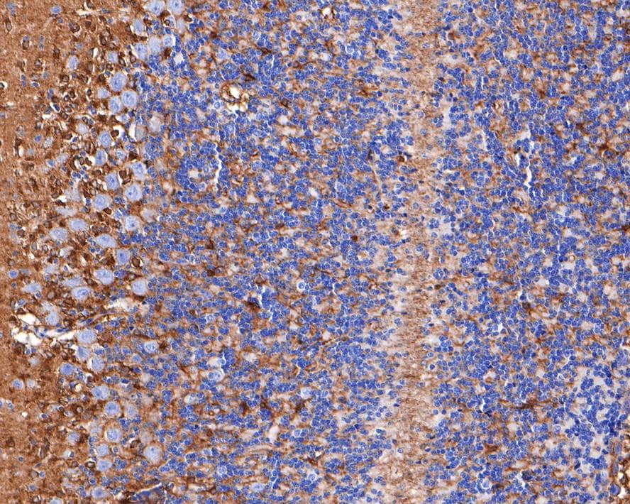 Immunohistochemistry: Septin-8 Antibody (JE64-99) [NBP3-32942] - Immunohistochemical analysis of paraffin-embedded rat cerebellum tissue with Rabbit anti-Septin-8 antibody (NBP3-32942) at 1/400 dilution. The section was pre-treated using heat mediated antigen retrieval with Tris-EDTA buffer (pH 9.0) for 20 minutes. The tissues were blocked in 1% BSA for 20 minutes at room temperature, washed with ddH2O and PBS, and then probed with the primary antibody (NBP3-32942) at 1/400 dilution for 1 hour at room temperature. The detection was performed using an HRP conjugated compact polymer system. DAB was used as the chromogen. Tissues were counterstained with hematoxylin and mounted with DPX.