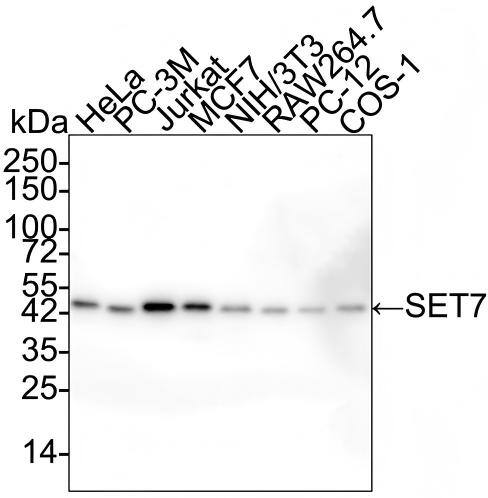 Western blot analysis on different lysates with NBP3-32945 at 1/2,000 dilution and competitor's antibody at 1/2,000 dilution. Lane 1: HeLa cell lysate Lane 2: PC-3M cell lysate Lane 3: Jurkat cell lysate Lane 4: MCF7 cell lysate Lane 5: NIH/3T3 cell lysate Lane 6: RAW264.7 cell lysate Lane 7: PC-12 cell lysate Lane 8: COS-1 cell lysate Lysates/proteins at 20 µg/Lane. Predicted band size: 41 kDa Observed band size: 50 kDa Exposure time: 15 seconds; 4-20% SDS-PAGE gel. Proteins were transferred to a PVDF membrane and blocked with 5% NFDM/TBST for 1 hour at room temperature. NBP3-32945 at 1/2,000 dilution and competitor's antibody at 1/2,000 dilution were used in 5% NFDM/TBST at 4℃ overnight. Goat Anti-Rabbit IgG [HRP] Secondary Antibody at 1/50,000 dilution was used for 1 hour at room temperature.