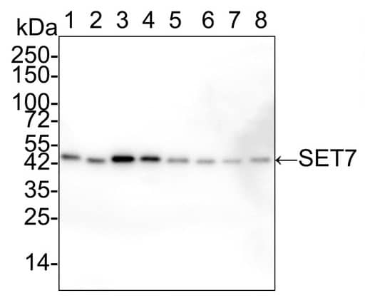 Western Blot: SETD7 Antibody (PSH02-90) [NBP3-32945] - Western blot analysis of SETD7 on different lysates with Rabbit anti-SETD7 antibody (NBP3-32945) at 1/2,000 dilution. Lane 1: HeLa cell lysate Lane 2: PC-3M cell lysate Lane 3: Jurkat cell lysate Lane 4: MCF7 cell lysate Lane 5: NIH/3T3 cell lysate Lane 6: RAW264.7 cell lysate Lane 7: PC-12 cell lysate Lane 8: COS-1 cell lysate Lysates/proteins at 20 µg/Lane. Predicted band size: 41 kDa Observed band size: 50 kDa Exposure time: 15 seconds; 4-20% SDS-PAGE gel. Proteins were transferred to a PVDF membrane and blocked with 5% NFDM/TBST for 1 hour at room temperature. The primary antibody at 1/2,000 dilution was used in 5% NFDM/TBST at 4℃ overnight. Goat Anti-Rabbit IgG - HRP Secondary Antibody at 1/50,000 dilution was used for 1 hour at room temperature.