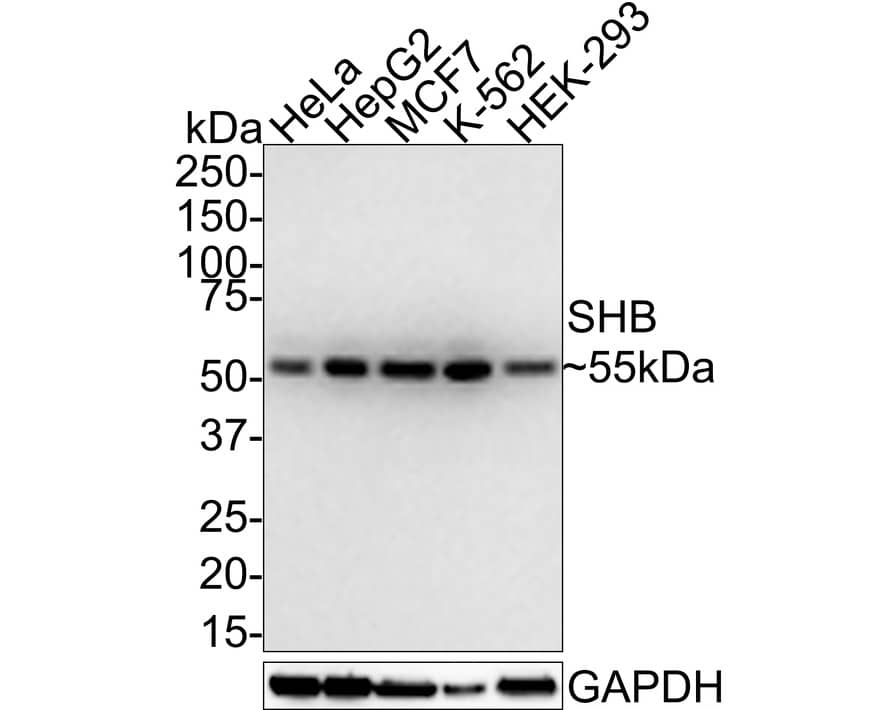 Western Blot: SHB Antibody (JE57-12) [NBP3-32948] - Western blot analysis of SHB on different lysates with Rabbit anti-SHB antibody (NBP3-32948) at 1/1,000 dilution. Lane 1: HeLa cell lysate Lane 2: HepG2 cell lysate Lane 3: MCF7 cell lysate Lane 4: K-562 cell lysate Lane 5: HEK-293 cell lysate Lysates/proteins at 20 ug/Lane. Predicted band size: 55 kDa Observed band size: 55 kDa Exposure time: 35 seconds; 4-20% SDS-PAGE gel. Proteins were transferred to a PVDF membrane and blocked with 5% NFDM/TBST for 1 hour at room temperature. The primary antibody (NBP3-32948) at 1/1,000 dilution was used in 5% NFDM/TBST at room temperature for 2 hours. Goat Anti-Rabbit IgG - HRP Secondary Antibody at 1:100,000 dilution was used for 1 hour at room temperature.